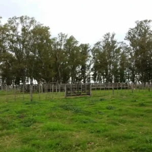 GENERAL PINTO 1000 HAS GANADERAS