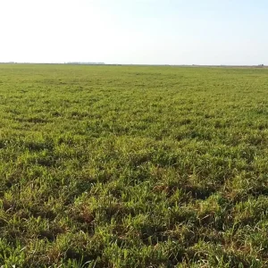 CARLOS TEJEDOR 900 HAS MIXTAS