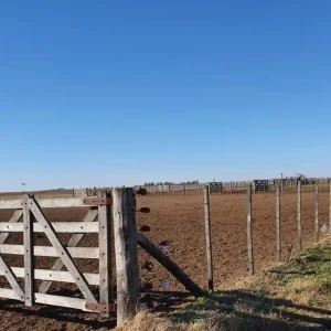 GENERAL PINTO 180010