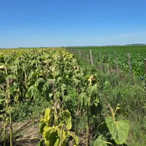 LINCOLN (Las Toscas) 300 HAS MIXTAS