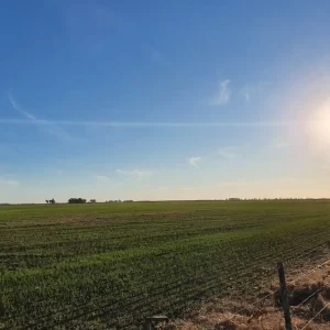 AMEGHINO 1000 HAS MIXTAS