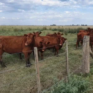 PEHUAJO 8900 HAS MIXTAS